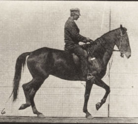 Plate 584 'Beauty' walking, saddled, irregular — figure reference